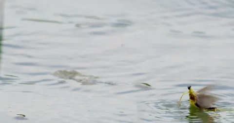 Footage of long-tailed mayflies on surface of river Tisza in Serbia Stock Footage 268990073
