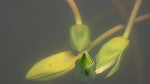 Footage of the lotus. Stock Footage 12615493