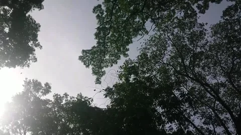 Footage low angle big trees Stock Footage 228795067