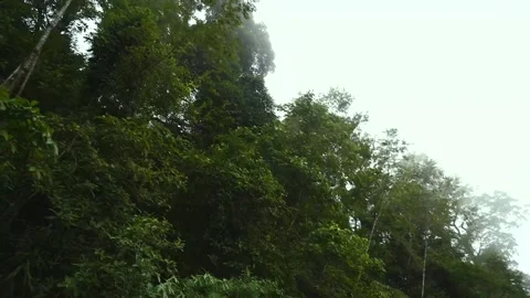 Footage of Low Angle View of Lush Tropical Rainforest Canopy Against Bright.. Video stock 330631571