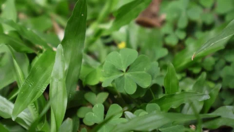 Footage of a Lucky Four-leaf Clover Among Many Shamrock Leaves on Grass Field Stock Footage 313611193