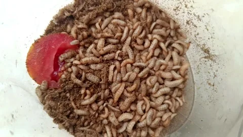 Footage of maggots or black fly larvae which are often used as animal feed. Stock Footage 329268499