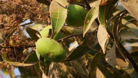 Footage of mango fruit with spider nets around the mango fruit Video stock 151948094