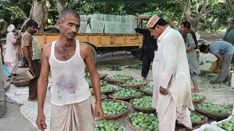 Footage of the mango orchards in multan , pakistan Stock-Footage 344838425