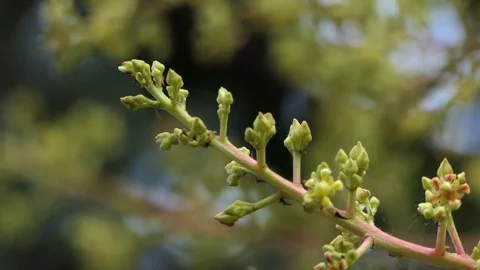 Footage of a mango tree in full bloom. , 4k vidoe Stock Footage 81538022