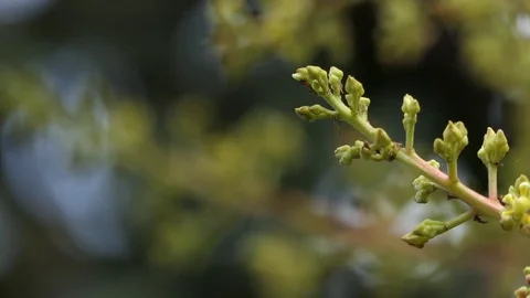 Footage of a mango tree in full bloom. , 4k vidoe Stock Footage 81538126