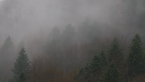 Footage of misty forest. Stock Footage 105591598