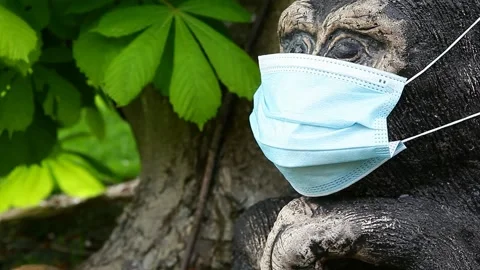 Footage of monkey mask chestnut tree Stock Footage 131370457