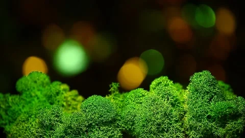 Footage of moss dark background Stock Footage 134547633