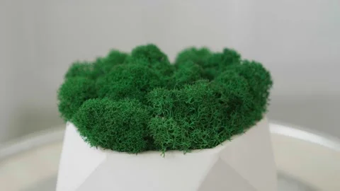 Footage of moss dark background Stock Footage 172442333