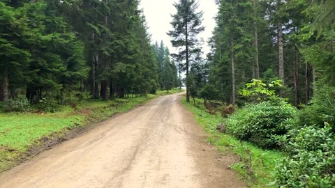 Footage of mountain path and pine forest trees captured near mountain village Stock Footage 139364994