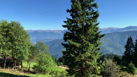 Footage of mountains, pine forest trees captured at a high mountain of Macka Video stock 139357803