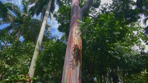 Footage of the multicolored tree bark of a rainbow eucalyptus tree Stock Footage 287050756
