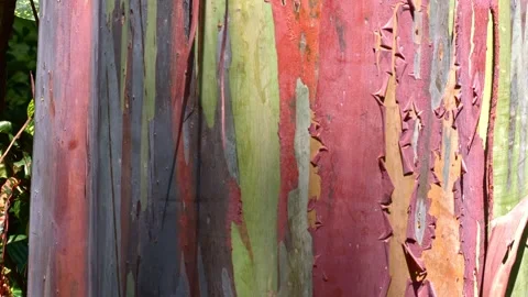 Footage of the multicolored tree bark of a rainbow eucalyptus tree Stock Footage 287050890