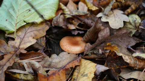Footage of a mushroom picker  finding mushrooms Stock Footage 295291353