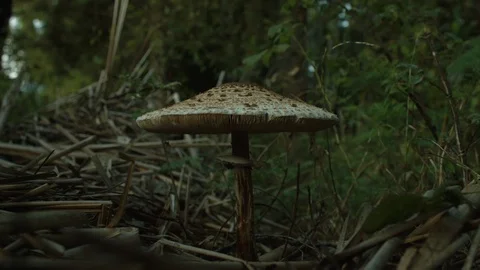 Footage of mushrooming. Stock-Footage 104907010