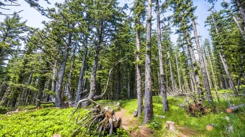 Footage of the Octopus Tree Trail in Cape Meares State Scenic Viewpoint, Coastal Stock Footage 326716934