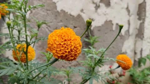 Footage of an orange colored flower Stock Footage 237069552