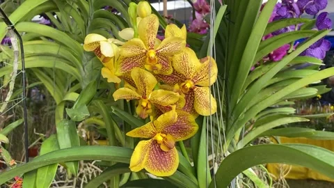 Footage of orchid Video stock 218343803