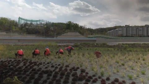 Footage of people working in public fields in Korea Stock Footage 130607714