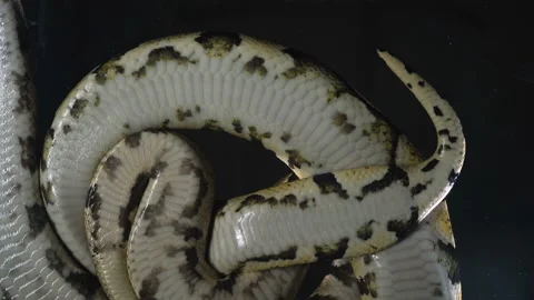 Footage of phytons, camera down Stock Footage 118061242