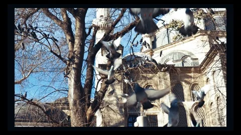 Footage of pigeons on the branches of the trees in the courtyard Stock Footage 299051553