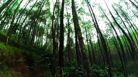 Footage a pine Stock Footage 231600020