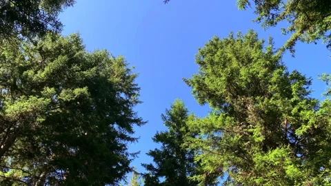 Footage of pine forest trees and clear blue sky captured at a high mountain Stock Footage 139233736