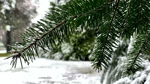 Footage of Pine Tree Branches In Front and Snowfall on a Background. 4k. Stock Footage 145697670