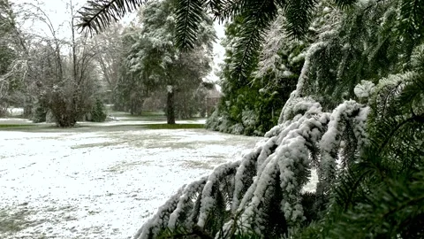 Footage of Pine Tree Branches In Front and Snowfall on a Background. 4k. Stock Footage 145697710
