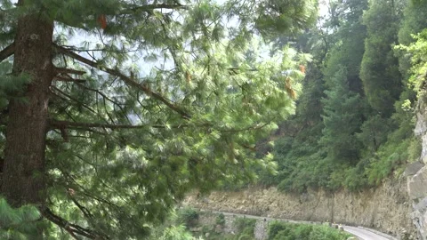 Footage of pine tree Stock Footage 162161721