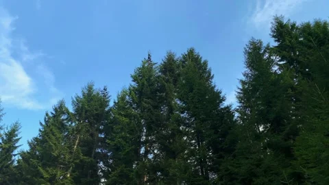 Footage of pine trees and clear blue sky near mountain village (high plateau) Stock Footage 139364416