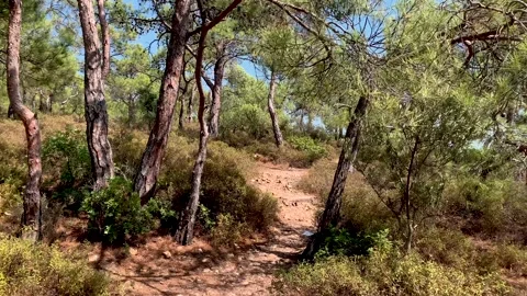 Footage of pine trees called Pinus Brutia captured in Aegean coast Stock Footage 232405331