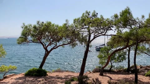Footage of pine trees called Pinus Brutia, sail boat and Aegean sea Stock Footage 233013692