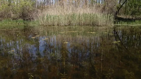 Footage of a pond in spring Stock-Footage 253097795