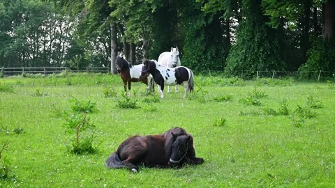 Footage of pony rolling on its back, shaking off. Stock Footage 310995670