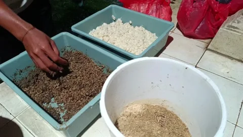 Footage of the process of cultivating maggot larvae as animal feed. 動画素材 319390448