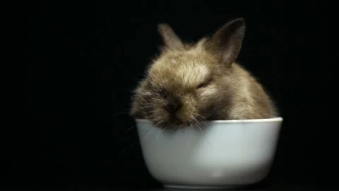 Footage of rabbit dark background Stock Footage 154949241