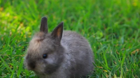 Footage of rabbit grass background Stock Footage 154885495