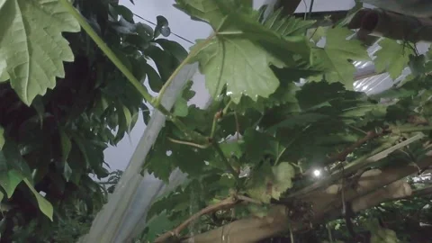 Footage raindrops on grape leaves Stock Footage 236001257