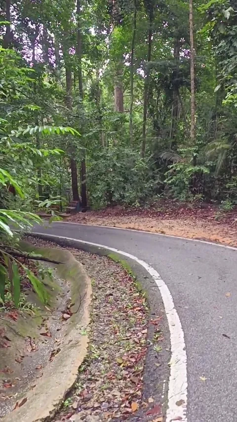 Footage in rainforest  Stock Footage 325009283