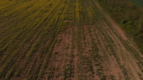 Footage of rapeseed yellow field Stock Footage 106947828