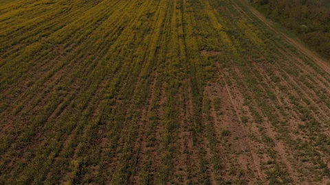 Footage of rapeseed yellow field Stock Footage 106947830