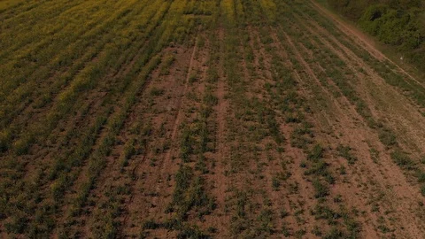 Footage of rapeseed yellow field Stock Footage 106947861