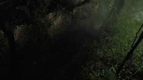 Footage of a ravine in the forest. Stock-Footage 104663333