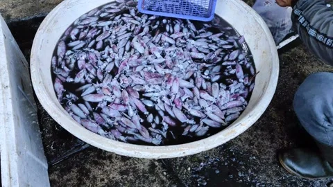 Footage of Raw fresh Squid Stock Footage 238717322