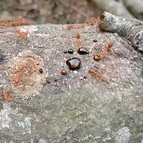 Footage red ants Stock Footage 280955156