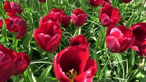 Footage of red colored flowers camera moving just over 4k Stock Footage 82324715