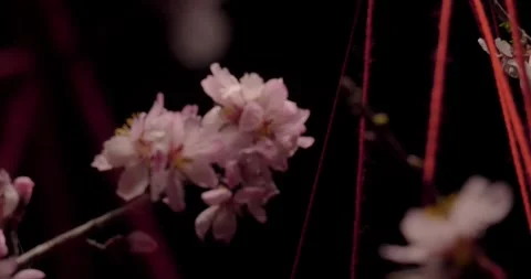 Footage of red threads entangling flowering almond branches on a black Stock Footage 271034944