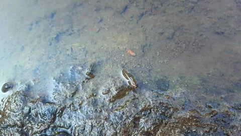 Footage of river water flow. suitable for content, adventure films, etc Stock Footage 283516511